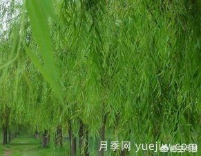 现在什么苗木种植前景好？(图7)