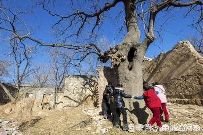 皂角树一亩地种植多少株合适？(图1)