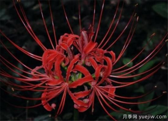 彼岸花几月份开放 彼岸花的花语寓意是什么(图2)