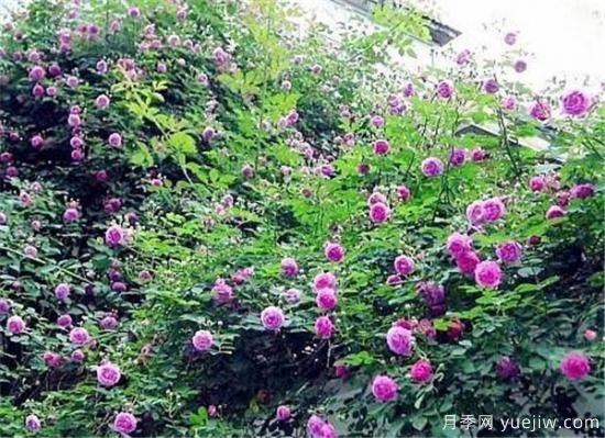 蔷薇花几年能爬满墙 蔷薇花如何修剪(图2)