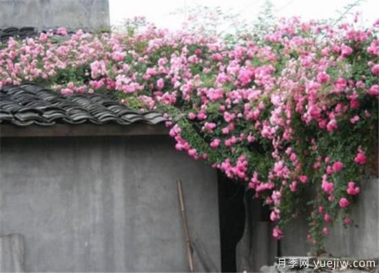 蔷薇花几年能爬满墙 蔷薇花如何修剪(图1)