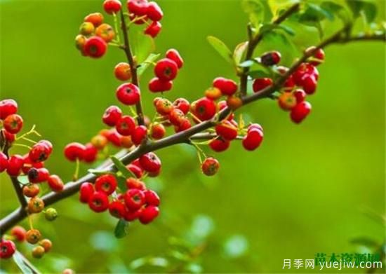 灌木植物种类图片有哪些 什么是灌木(图2)