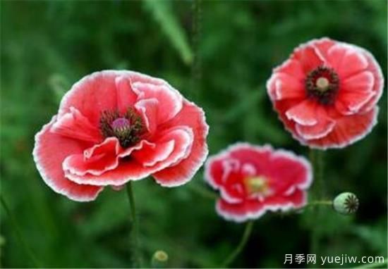 三朵花代表什么意思 三朵玫瑰花代表啥(图1)