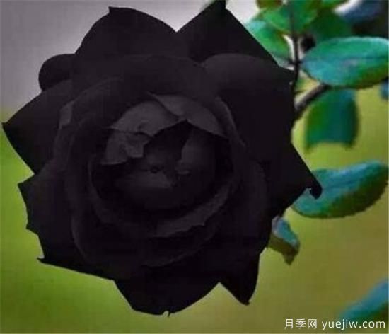 黑色花朵有哪些 世界上**名***美的花是什么(图3)