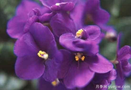 紫罗兰有哪些品种，紫罗兰品种大全(图5)