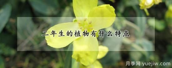 二年生的植物有什么特点(图1)