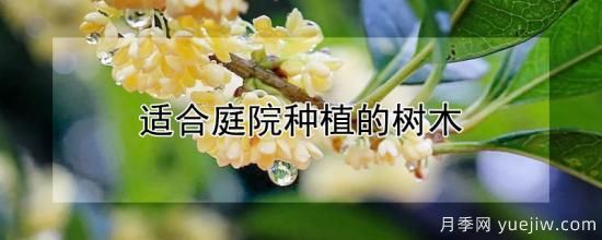 适合庭院种植的树木(图1)