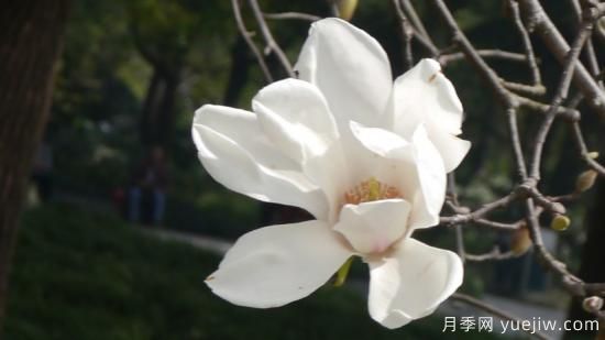 白玉兰花的寓意是什么(图1)