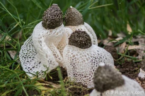 食用菌菇类十大排名 可食用菌类大全(图2)