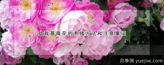 盆栽蔷薇花的养殖方法和注意事项(图1)