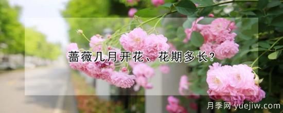 蔷薇几月开花、花期多长？(图1)