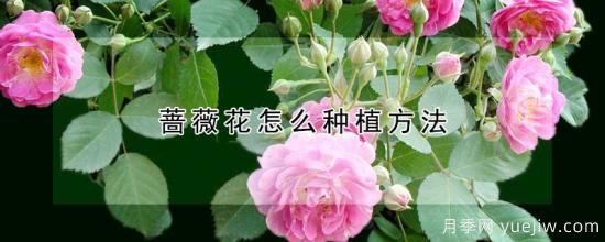 蔷薇花怎么种植方法(图1)