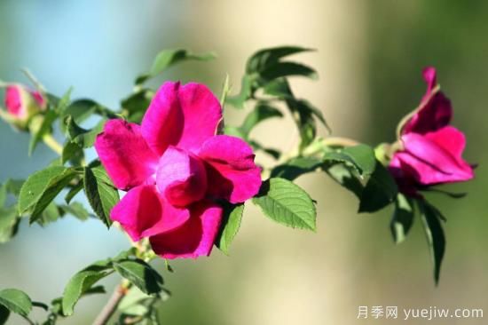 刺玫瑰花怎么养殖(图1)