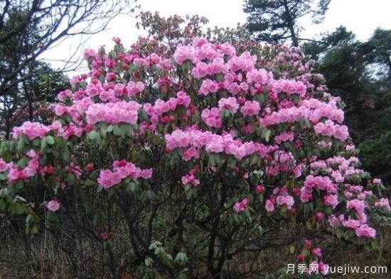 杜鹃花十大***美品种(图5)