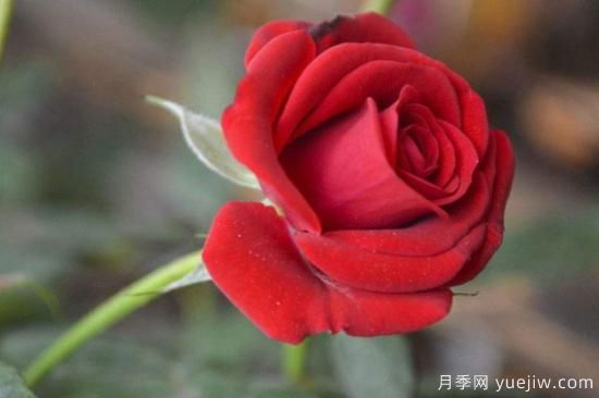 11朵红玫瑰花有什么含义(图1)