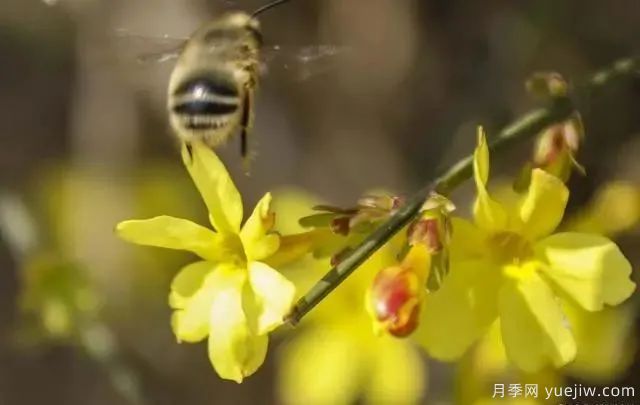 秋天不能修剪的七种花卉，容易剪掉花芽不开花！(图3)