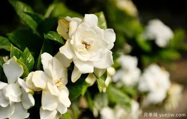 秋天不能修剪的七种花卉，容易剪掉花芽不开花！(图5)