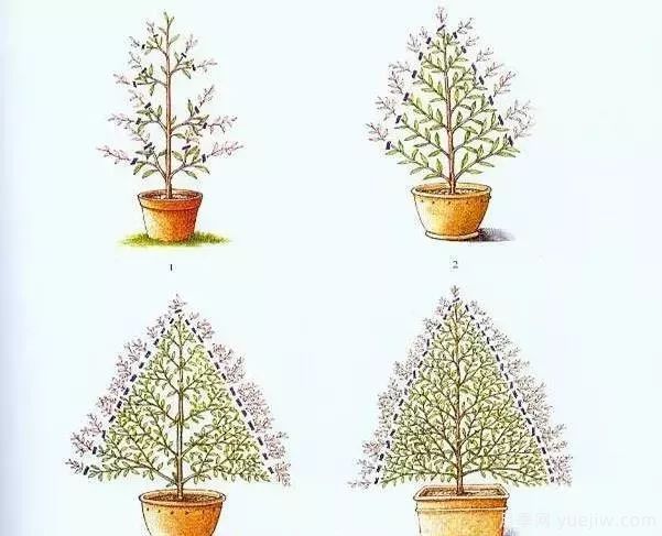 如何做好园林植物的立体造型(图4)