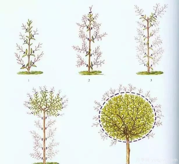 如何做好园林植物的立体造型(图3)
