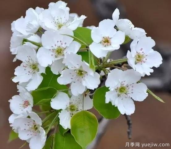 桃花，杏花，樱花，梨花，李花，海棠花傻傻分不清？(图10)