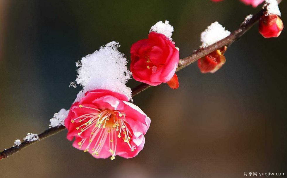 桃花，杏花，樱花，梨花，李花，海棠花傻傻分不清？(图9)