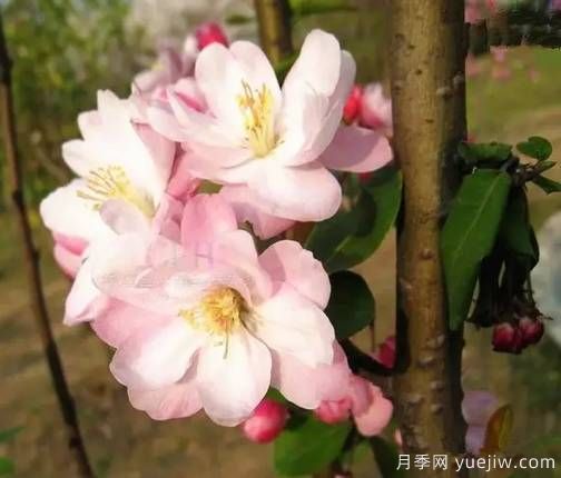 桃花，杏花，樱花，梨花，李花，海棠花傻傻分不清？(图13)