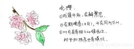 桃花，杏花，樱花，梨花，李花，海棠花傻傻分不清？(图6)