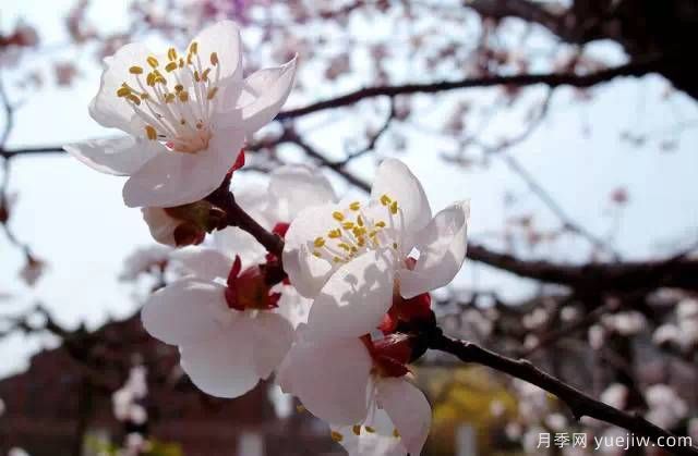 桃花，杏花，樱花，梨花，李花，海棠花傻傻分不清？(图20)