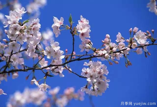 桃花，杏花，樱花，梨花，李花，海棠花傻傻分不清？(图21)