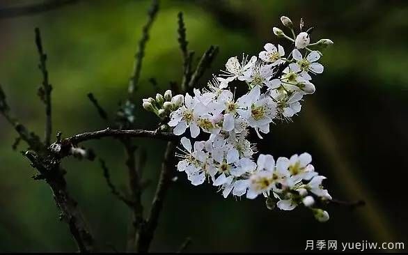 桃花，杏花，樱花，梨花，李花，海棠花傻傻分不清？(图22)