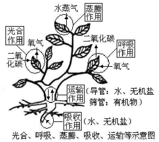 植物体五大作用示意图(图1)