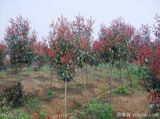 红叶石楠独干苗与球形苗间植培育技术(图1)