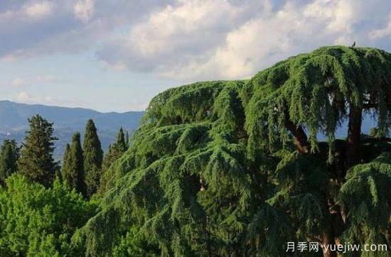 南阳雪松苗圃地苗木冻害的防治措施(图1)