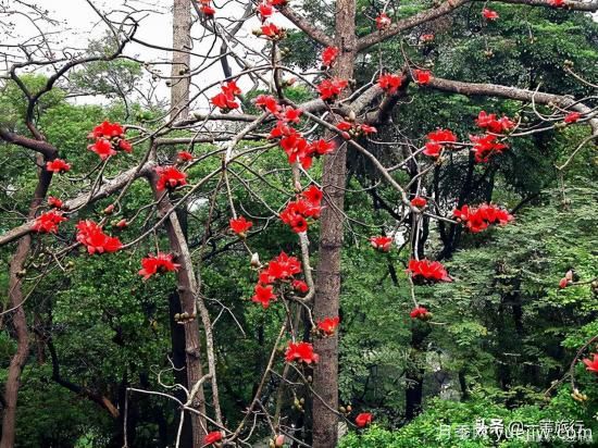 广州常见花木，花城看花都看什么花(图3)