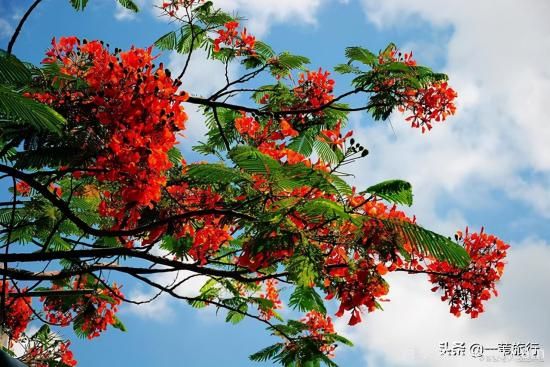 广州常见花木，花城看花都看什么花(图5)