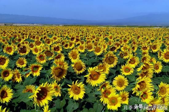 广州常见花木，花城看花都看什么花(图14)