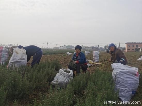 平顶山汝州：种植迷迭香 香飘致富路(图1)