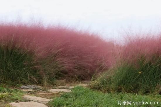 花有花镜，草有草境！这么美的观赏草你了解多少(图4)