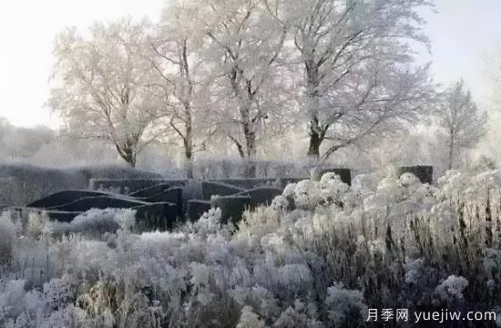 花有花镜，草有草境！这么美的观赏草你了解多少(图31)