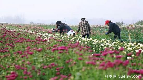 平顶山叶县：任店镇芬芳飘香扮秋色 探索花卉+乡村旅游模式(图2)