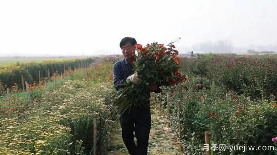 平顶山叶县：任店镇芬芳飘香扮秋色 探索花卉+乡村旅游模式(图3)