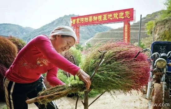 吕梁柳林：种植扫帚草 红了山富了民(图3)