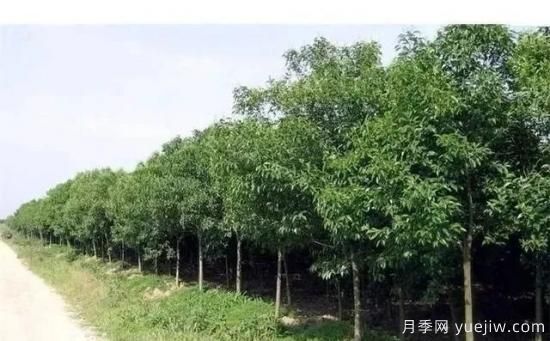 北方黄杨大叶女贞香樟等常绿阔叶乔木养护技术(图4)