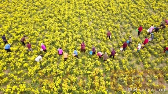 洛阳汝阳：酒祖之乡菊飘香(图1)