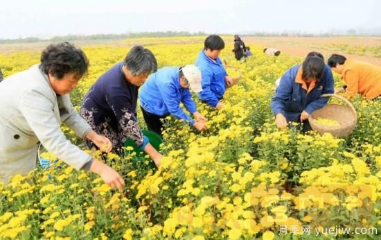 洛阳汝阳：酒祖之乡菊飘香(图2)