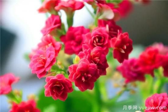 你的长寿花不开花养不好？这里有长寿花养护秘诀！(图1)