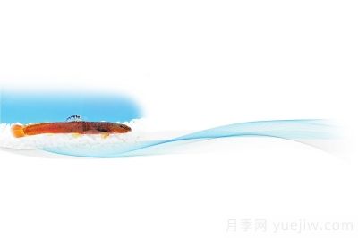 鹳河荷马条鳅 河南**个产权“自己的鱼”(图1)