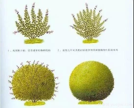 植物立体造型的几种思路(图5)