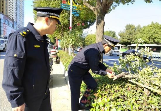 南阳树状月季遭腰斩，园林部门有奖征集破案线索(图1)