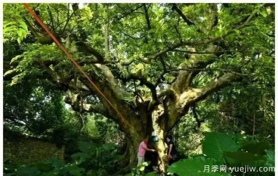 广东有六株古树入选中国最美古树(图2)